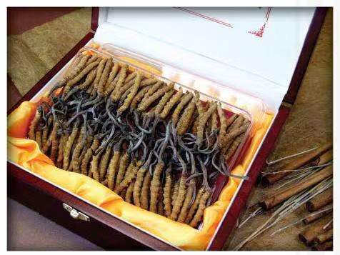 沽源冬虫夏草回收